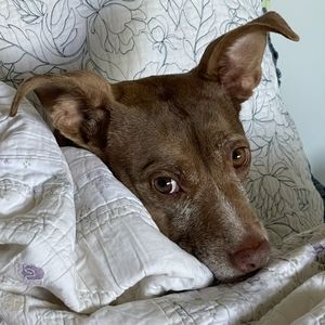 Meet your Posher, Asia & Juju the 🐕